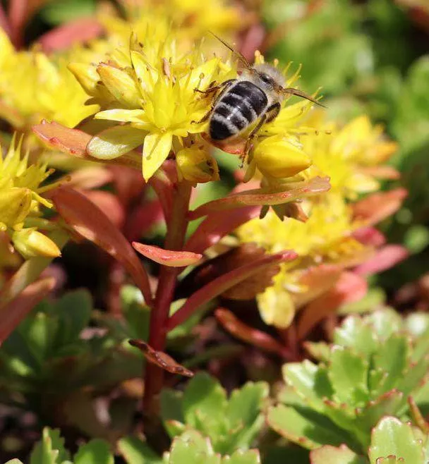 GRÖNA TAK - EN VÄXANDE TREND